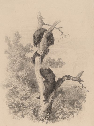De beren door Karl Bodmer