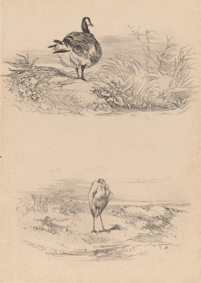 Gans, Reiger door Karl Bodmer