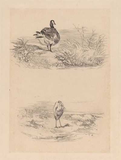 Gans, Reiger door Karl Bodmer