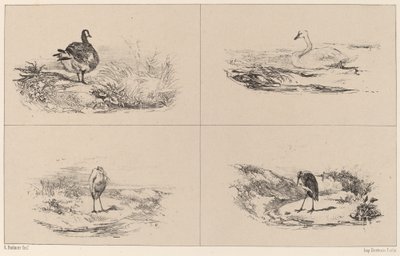 Ganzen, Zwanen, Reigers door Karl Bodmer