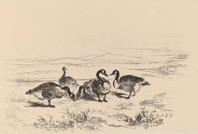 Brandganzen door Karl Bodmer