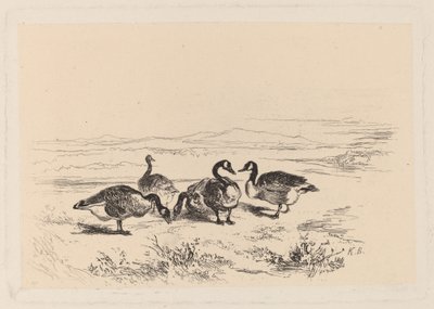 Brandganzen door Karl Bodmer