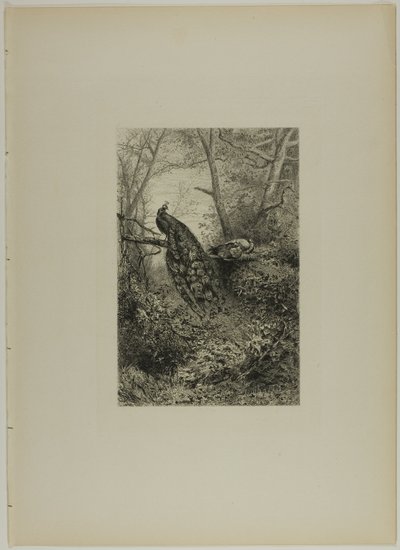 Pauwen op een tak door Karl Bodmer