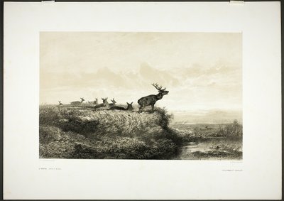De ochtend: Herten en hinden door Karl Bodmer