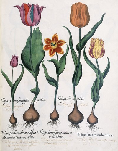 Soorten tulpen, 1613 door Karl Christian Wilhelm Baron