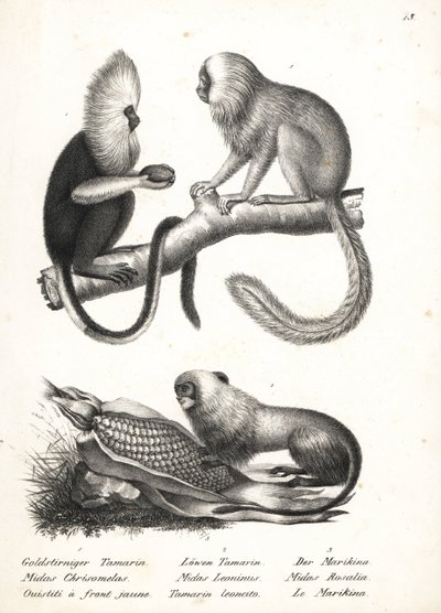 Buffy-kopmarmoset, Callithrix flaviceps (bedreigd) 1, en gouden leeuwaapje, Leontopithecus rosalia (bedreigd) 2,3. Lithografie door Karl Joseph Brodtmann uit Heinrich Rudolf Schinz