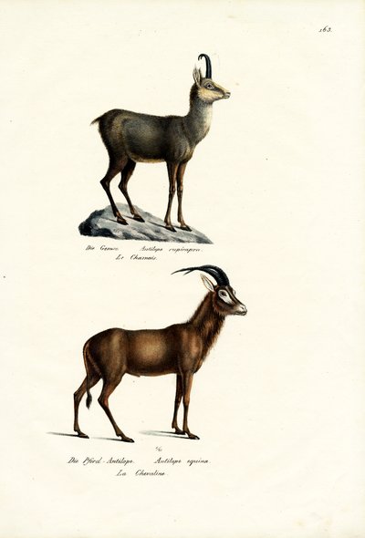 Gems, 1824 door Karl Joseph Brodtmann