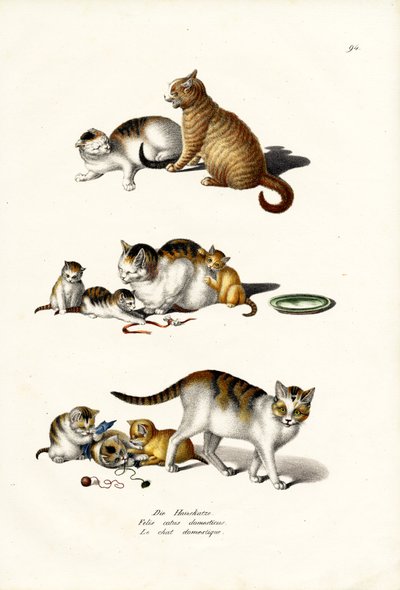 Huiskatten, 1824 door Karl Joseph Brodtmann