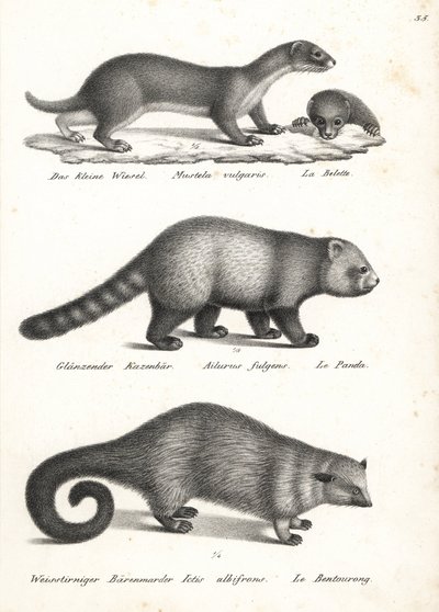 Kleine wezel, Mustela nivalis 1, rode panda, Ailurus fulgens 2, kwetsbaar, en beerkat, Arctictis binturong 3, kwetsbaar. Lithografie door Karl Joseph Brodtmann uit Heinrich Rudolf Schinz
