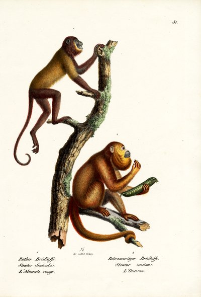 Rode Brulapen, 1824 door Karl Joseph Brodtmann