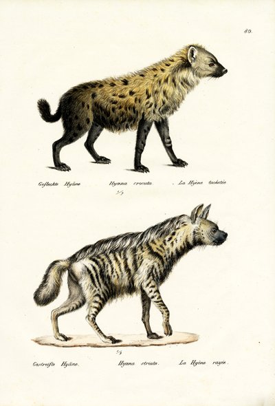 Gevlekte Hyena, 1824 door Karl Joseph Brodtmann