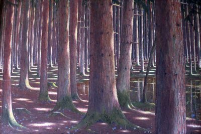 Sparrenbos door Karl Lambrecht