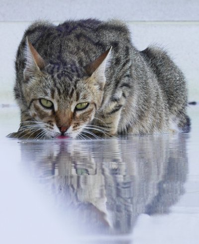 Coole kat, 2022, foto door Katha Wood
