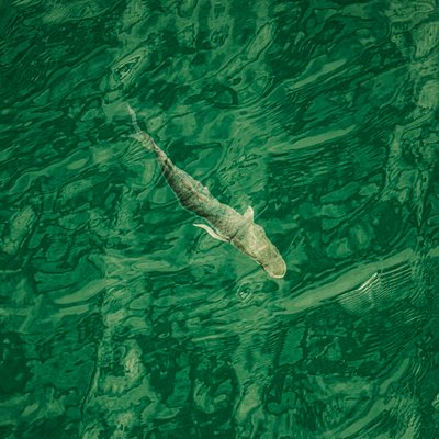 In diep water (naar rechts), 2021 (foto) door Katha Wood