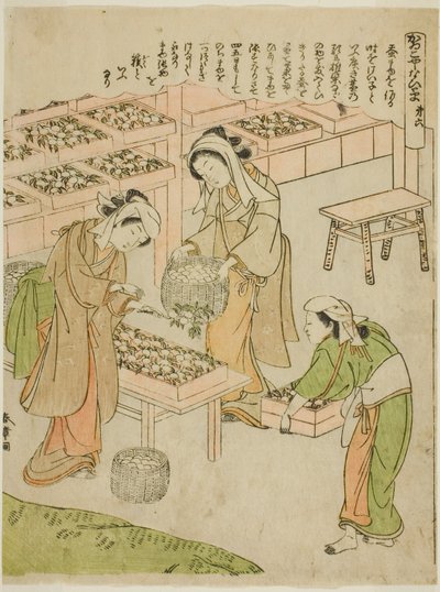 Plaat 6 (Onderzoek van de Nieuw Gesponnen Cocons), uit de serie "Kaiko Yashinai-gusa" door Katsukawa Shunsho