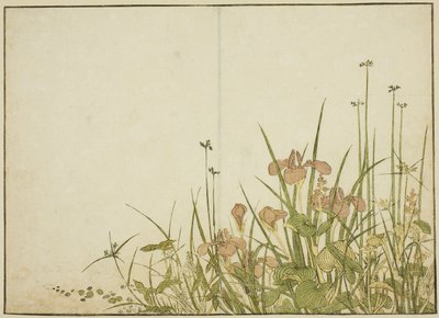 Zomerbloemen: Irissen en Waterweegbree, uit het boek 