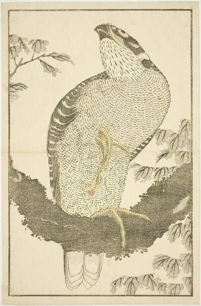 Havik, uit Het Prentenboek van Realistische Schilderijen van Hokusai (Hokusai shashin gafu) door Katsushika Hokusai