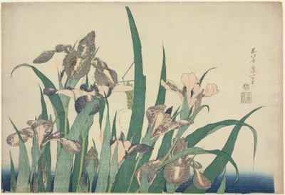 Iris en sprinkhaan, uit een ongetitelde serie van grote bloemen door Katsushika Hokusai
