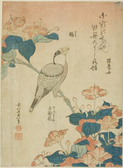 Japanse dikbek en wonder van Peru (Ikaru, oshiroi no hana), uit een ongetitelde serie bloemen en vogels door Katsushika Hokusai