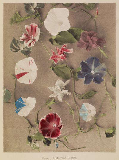 Groep van Morning Glories door Kazumasa Ogawa