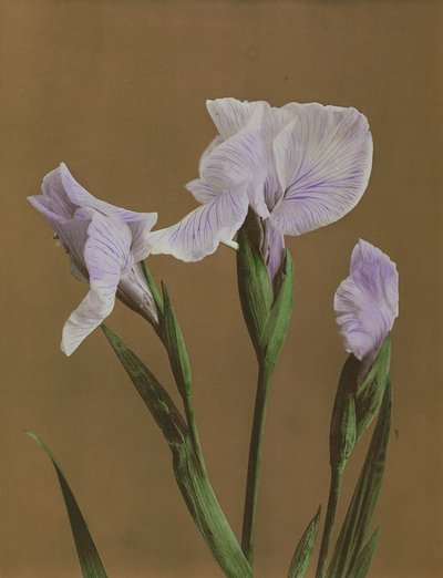 Iris Kaempfer, 1896 door Kazumasa Ogawa