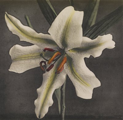 Lelie, 1896 door Kazumasa Ogawa
