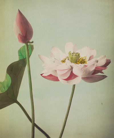 Lotus, 1896 door Kazumasa Ogawa