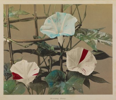 Morning Glory door Kazumasa Ogawa