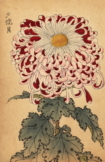 Hybride karmozijnrode en witte lepelchrysant door Keika Hasegawa