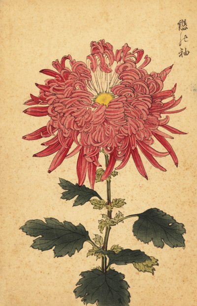 Hybride roze pluimchrysant door Keika Hasegawa