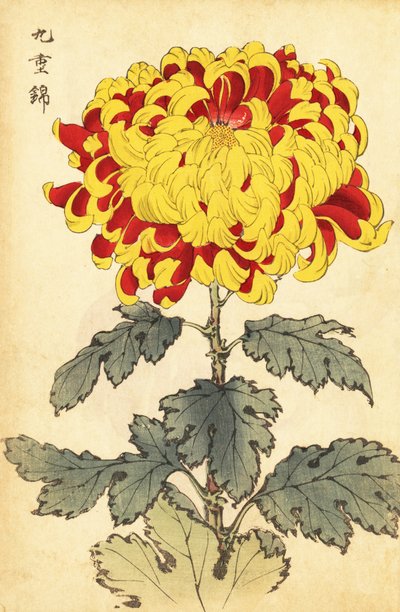 Hybride scharlakenrode en gele chrysant door Keika Hasegawa
