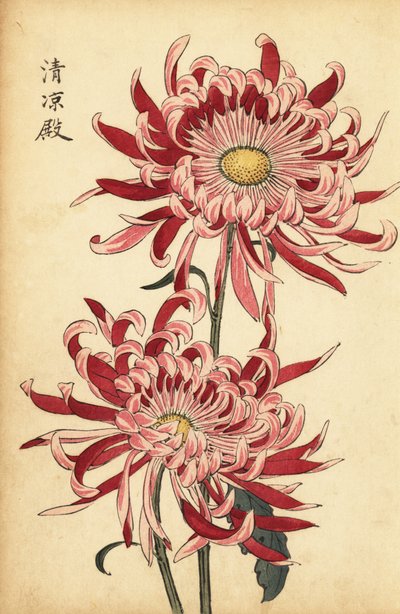 Hybride bonte roze en scharlakenrode spinchrysant door Keika Hasegawa