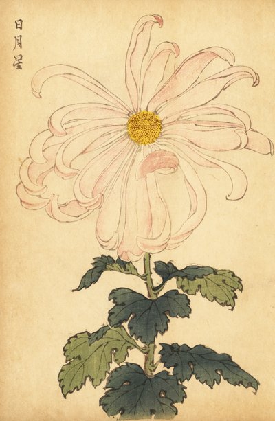 Hybride witte en roze chrysant door Keika Hasegawa