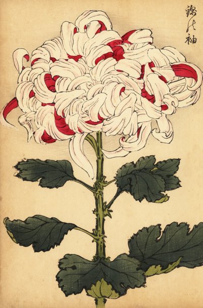 Hybride witte en scharlaken chrysant door Keika Hasegawa