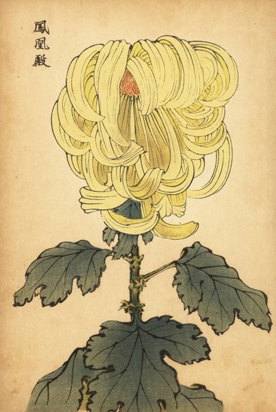 Hybride gele incurve chrysant, 1893 (gravure) door Keika Hasegawa