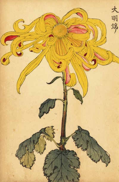 Hybride gele onregelmatige chrysant door Keika Hasegawa