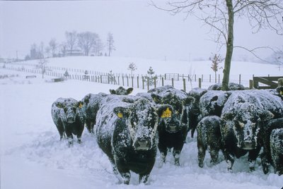 Vee, Fauquier County, VA, winter, sneeuw, 2006 door Kenneth Garrett