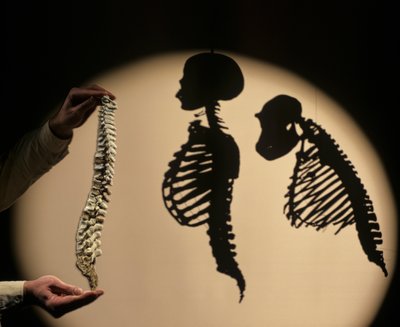 DOH, De Eerste Stappen, Wervelkolom reconstructie, Bruce Latimer, Cleveland Museum of Natural History door Kenneth Garrett