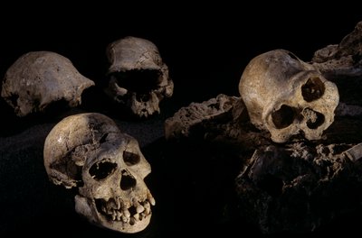 Vier schedels van Dmanisi, Dmanisi, Georgië Homo Erectus site door Kenneth Garrett