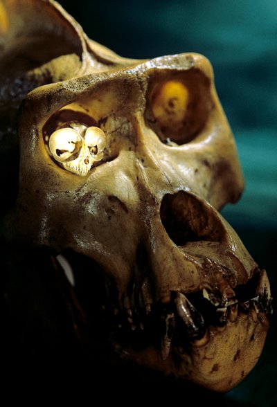 Homo Erectus, Gorilla en Tarsier, Grootste en kleinste Primaten, Bruce Latimer