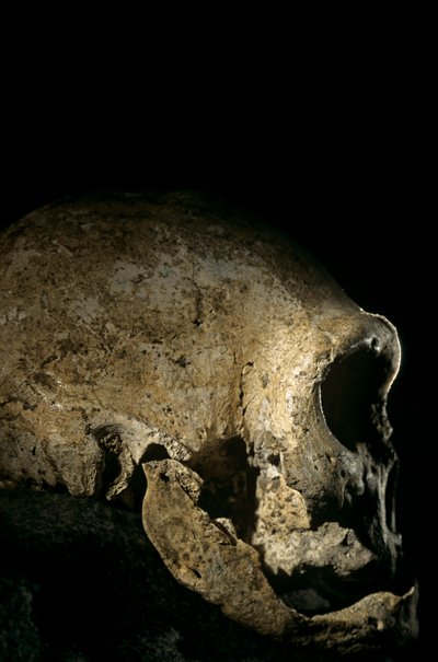 Homo erectus schedel, tandeloos, Dmanisi, Georgië Homo Erectus site door Kenneth Garrett