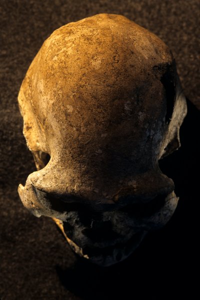 Homo erectus schedel, tandeloos, Dmanisi, Georgië Homo Erectus site door Kenneth Garrett