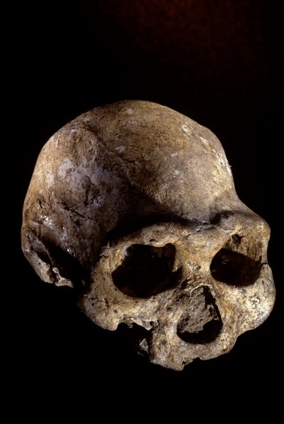 Homo erectus schedel, tandeloos, Dmanisi, Georgië Homo Erectus site door Kenneth Garrett