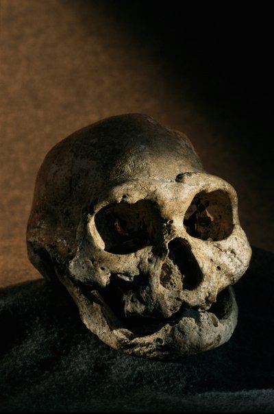 Homo erectus schedel, tandeloos, Dmanisi, Georgië Homo Erectus site door Kenneth Garrett