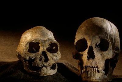 Homo erectus schedel, tandeloos, en moderne menselijke schedel, Dmanisi door Kenneth Garrett