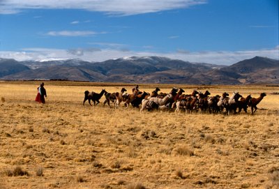 Llama zoutkaravaan, Rijken van de Zon; Bolivia; inheemse volkeren; Andes; Tiwanaku door Kenneth Garrett