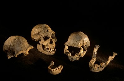 Schedels & onderkaken van Dmanisi, Dmanisi, Georgië Homo Erectus site door Kenneth Garrett