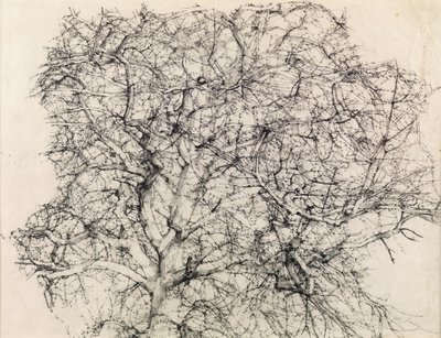 Studie van een Boom door Kenneth Newton