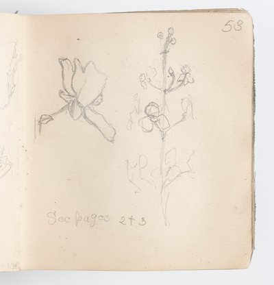 Schetsboekpagina: Schets van Bloem door Kenyon Cox