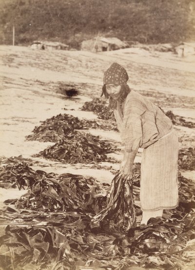 Ainu-vrouw die zeewier oogst, c.1900 door Kenzô Tamoto